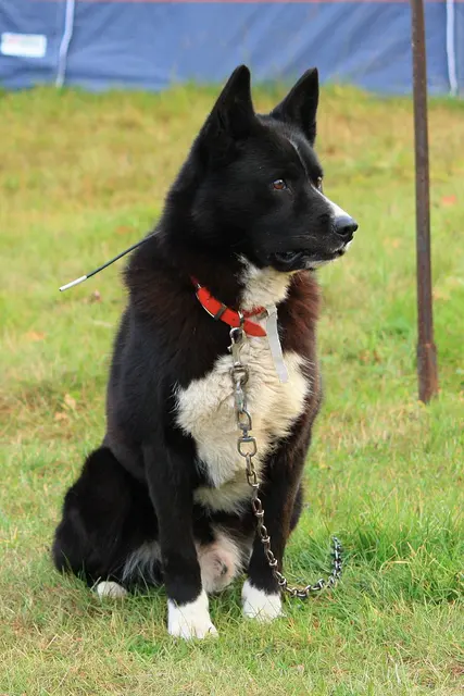Chien d'ours de Carélie