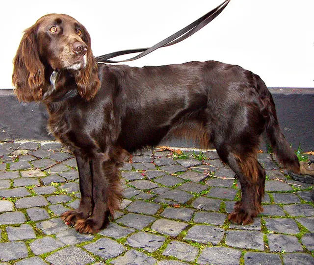 Chien d'oysel allemand