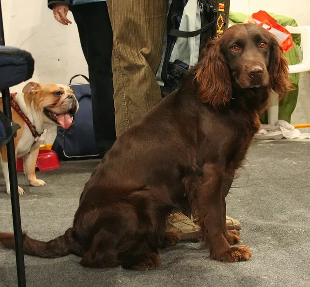 Chien d'oysel allemand