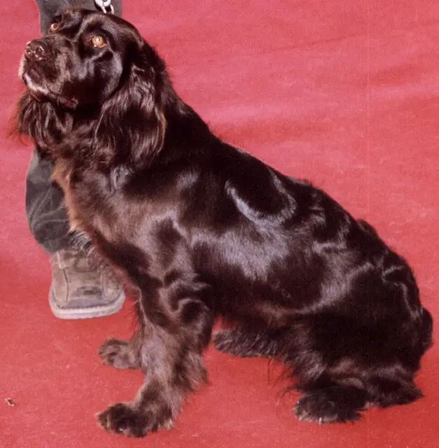 Chien d'oysel allemand
