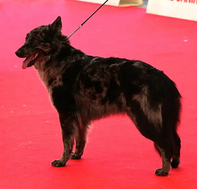 Chien de Berger de Lessinia et Lagorai