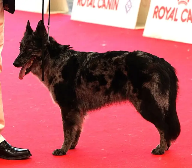 Chien de Berger de Lessinia et Lagorai