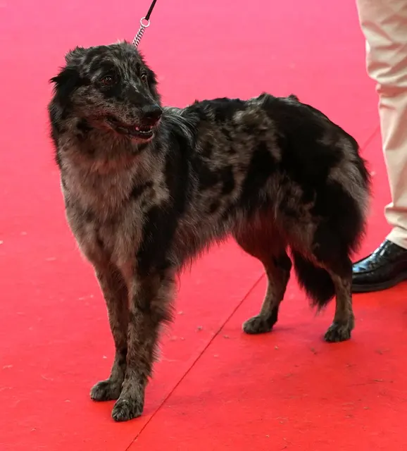 Chien de Berger de Lessinia et Lagorai