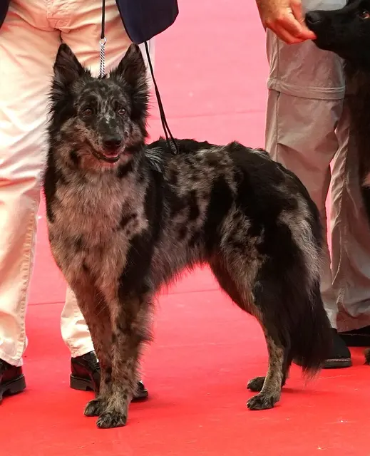 Chien de Berger de Lessinia et Lagorai