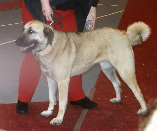 Chien de berger Kangal