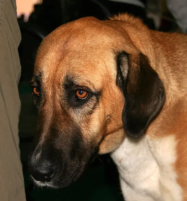 Chien de berger Kangal