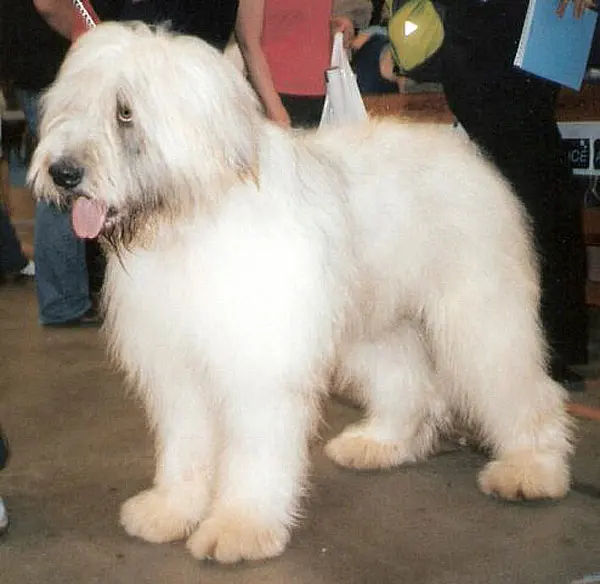 Chien de berger roumain de Mioritza