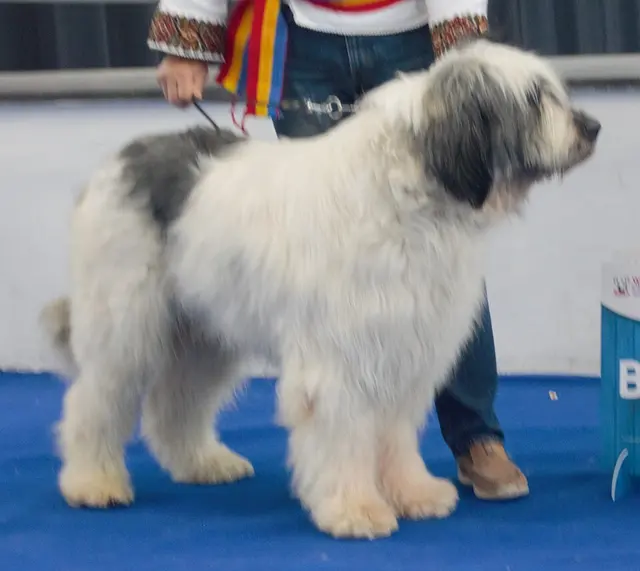 Chien de berger roumain de Mioritza