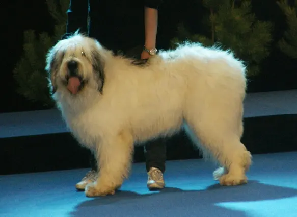 Chien de berger roumain de Mioritza