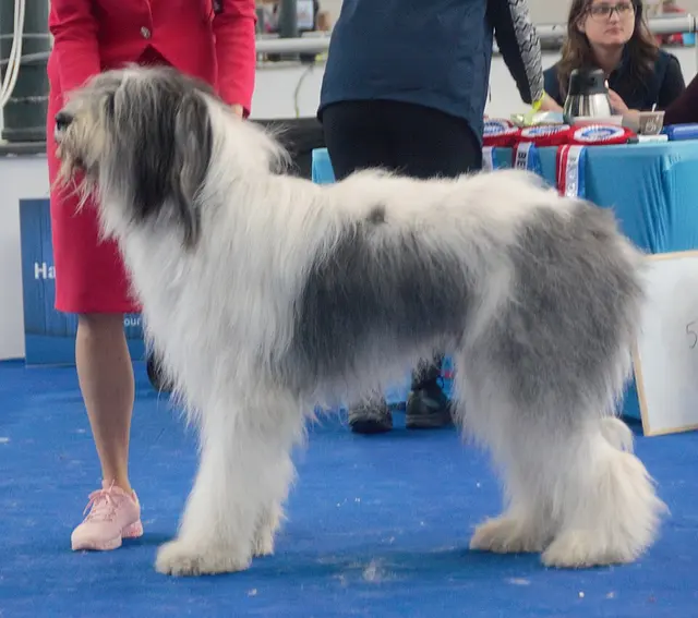 Chien de berger roumain de Mioritza