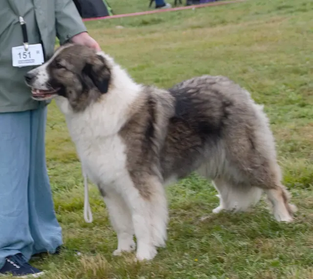 Chien de berger roumain des Carpathes