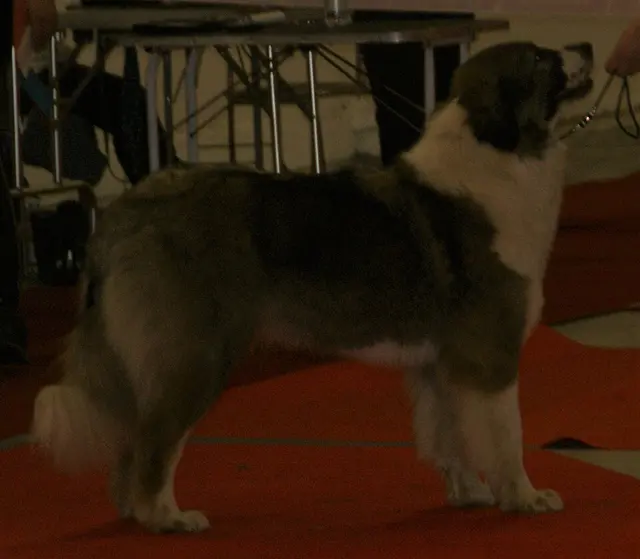 Chien de berger roumain des Carpathes