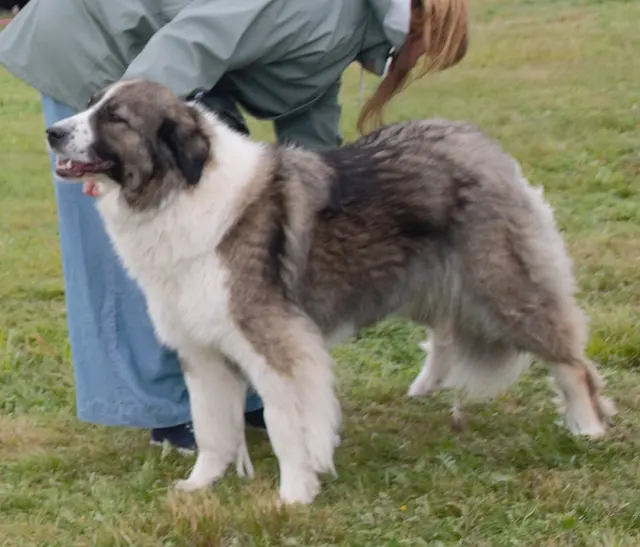 Chien de berger roumain des Carpathes