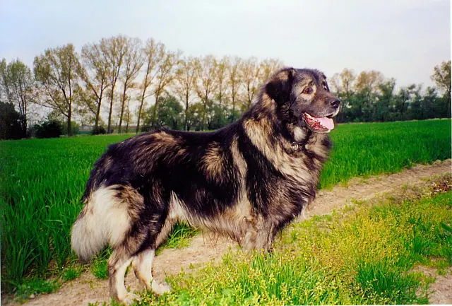 Chien de berger yougoslave de Charplanina