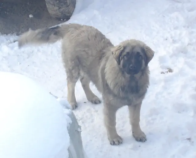 Chien de berger yougoslave de Charplanina