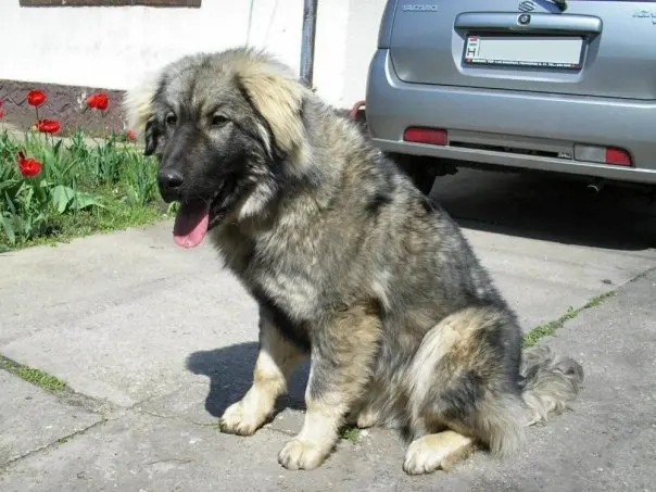Chien de berger yougoslave de Charplanina