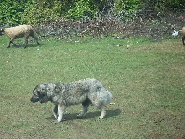 Chien de berger yougoslave de Charplanina