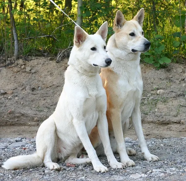 Chien de Canaan
