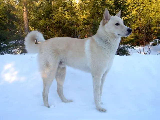 Chien de Canaan