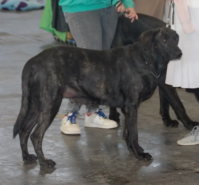 Chien de Castro Laboreiro