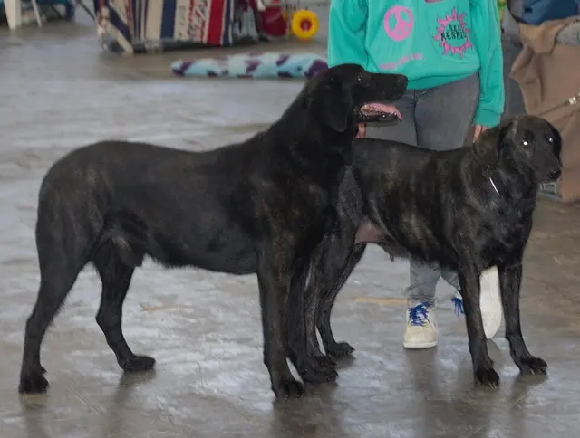 Chien de Castro Laboreiro