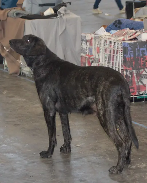Chien de Castro Laboreiro