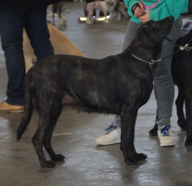 Chien de Castro Laboreiro