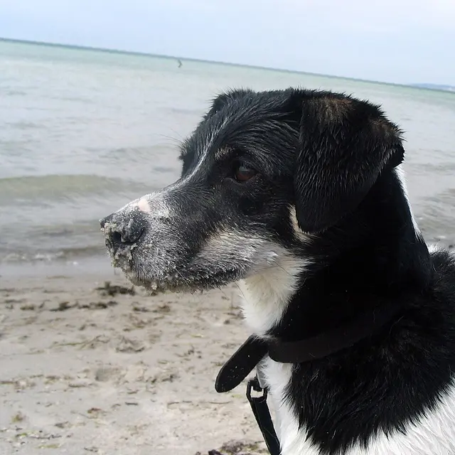 Chien de ferme dano-suédois
