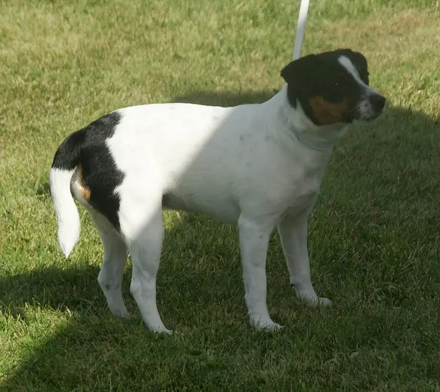 Chien de ferme dano-suédois