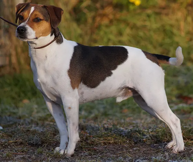 Chien de ferme dano-suédois