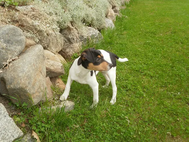 Chien de ferme dano-suédois
