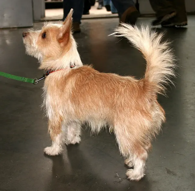 Chien de garenne portugais