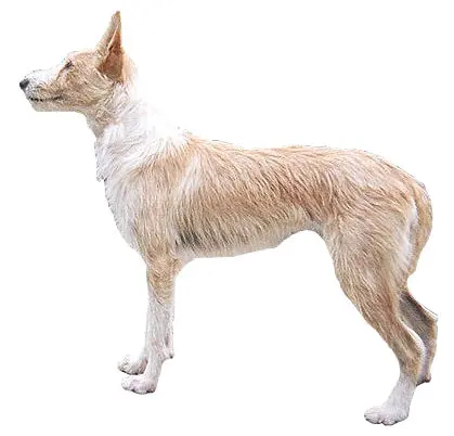 Chien de garenne portugais
