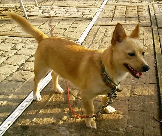 Chien de garenne portugais