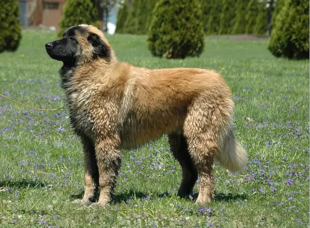 Chien de la Serra da Estrela