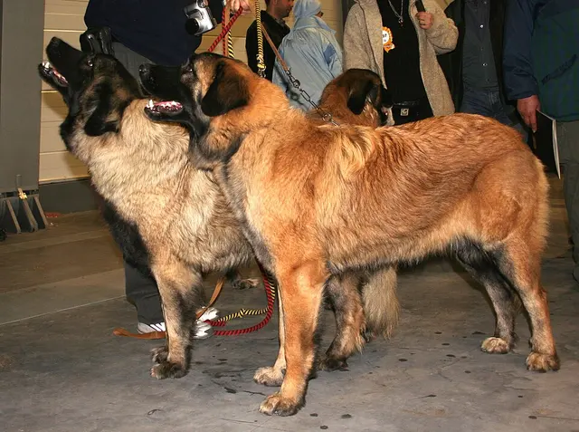 Chien de la Serra da Estrela