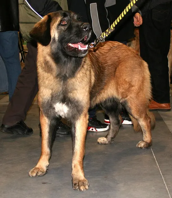 Chien de la Serra da Estrela