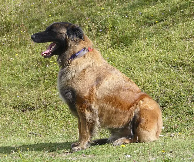 Chien de la Serra da Estrela