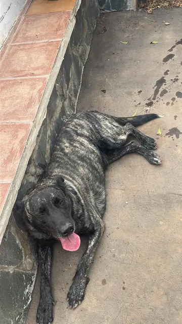 Chien de Majorado