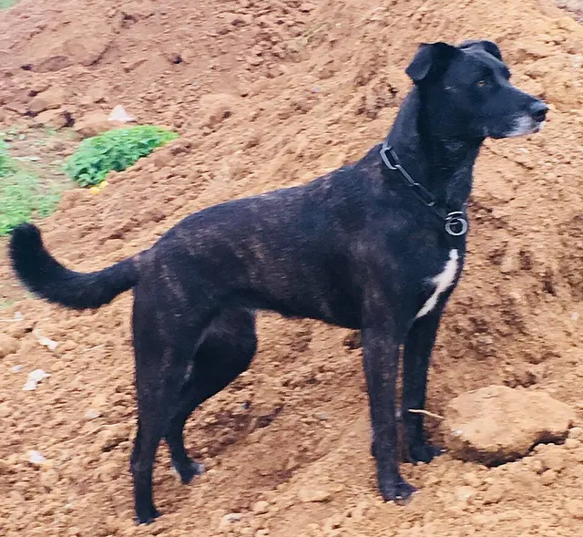 Chien de Majorado