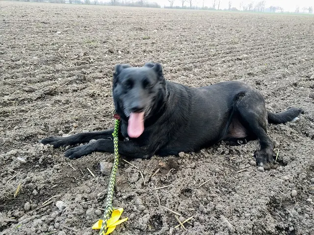 Chien de Majorado