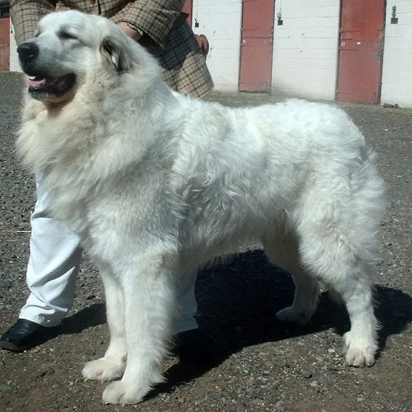 Chien de montagne des Pyrénées