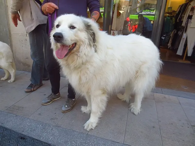 Chien de montagne des Pyrénées