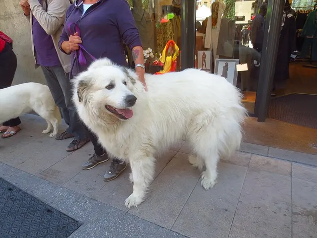 Chien de montagne des Pyrénées