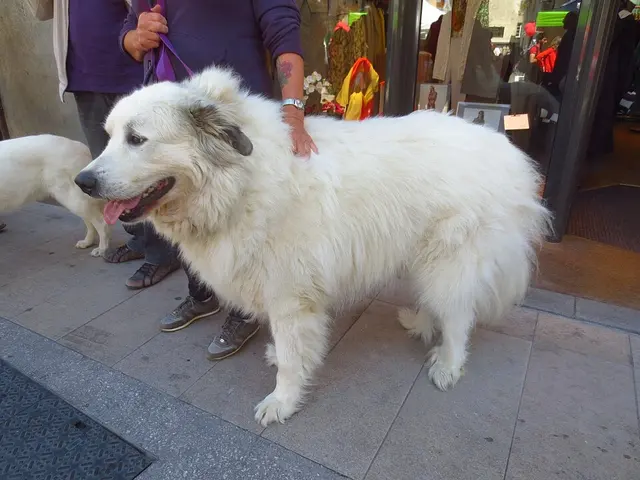 Chien de montagne des Pyrénées