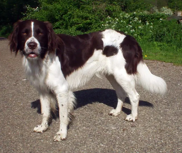 Chien de perdrix de Drente