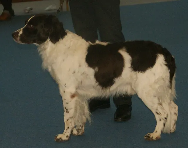 Chien de perdrix de Drente
