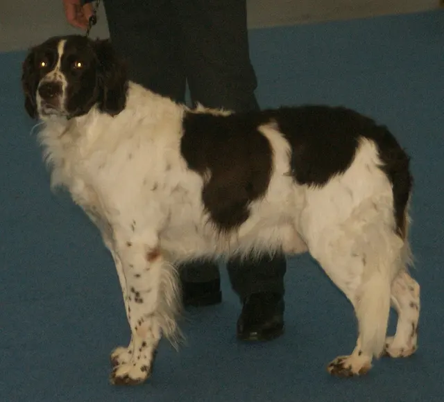 Chien de perdrix de Drente