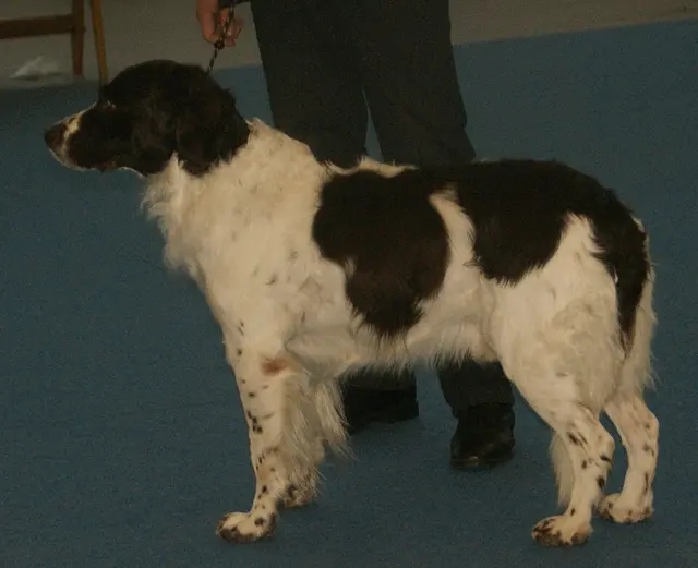 Chien de perdrix de Drente