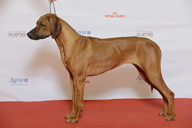 Chien de Rhodésie à crête dorsale